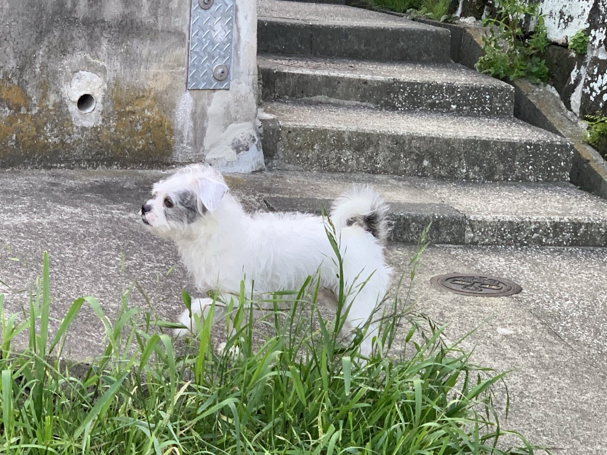 chikasun4's tweet photo. 迷い犬？
安浦踏切付近にて…
近所の方も初めて見たそうです。

#横須賀　#わんこ https://t.co/sx97Ju6JQt