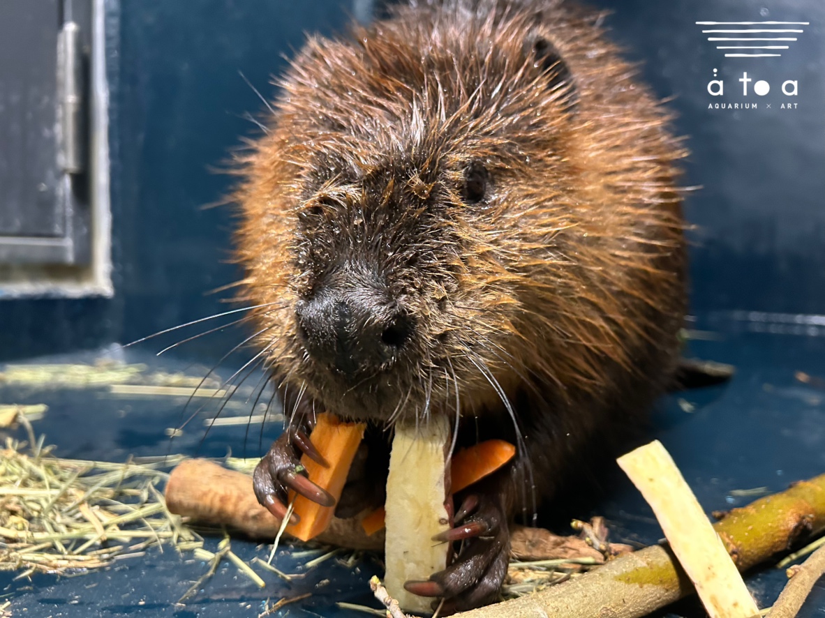 AQUARIUM ✕ ART átoa（アトア）【公式】 tweet media