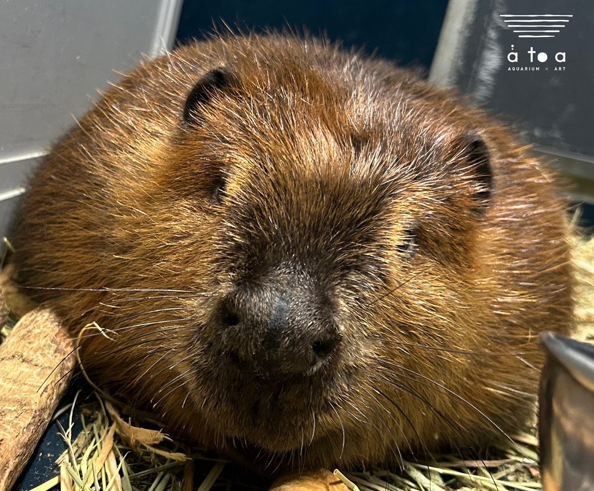 AQUARIUM ✕ ART átoa（アトア）【公式】 tweet media