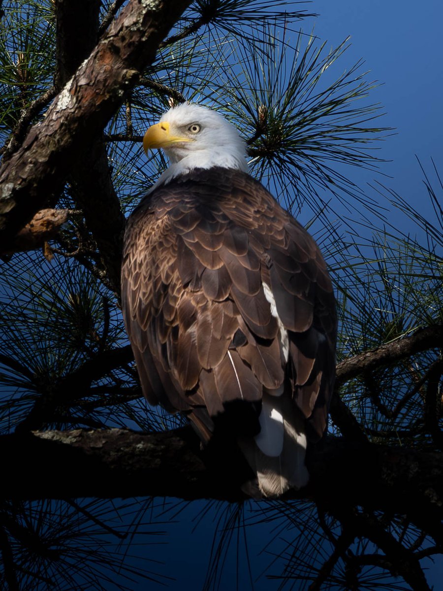 akinscreative's tweet photo. The Bald Eagle was designated the national bird of the United States on December 24, 2024. The Continental Congress adopted the bald eagle for the Great Seal in 1782. This eagle was perched in a pine tree not far from his nest. #BaldEagle #America250 https://t.co/iV84Sz8nFI