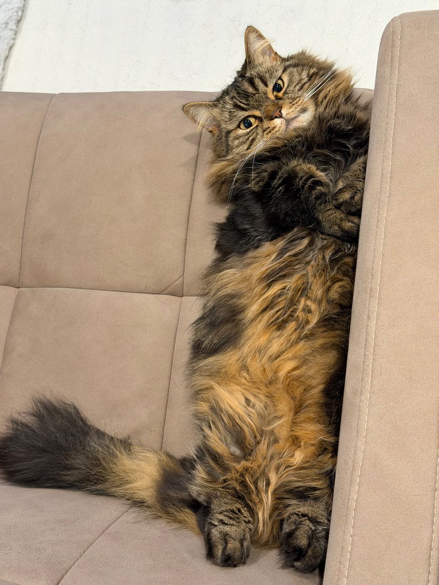 マンチカンのアーサー tweet media