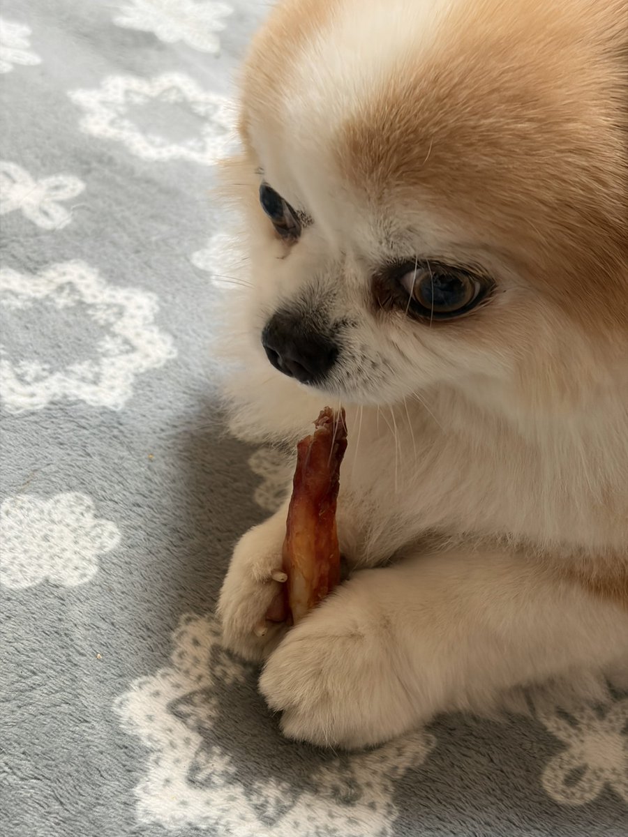 プラトン tweet media