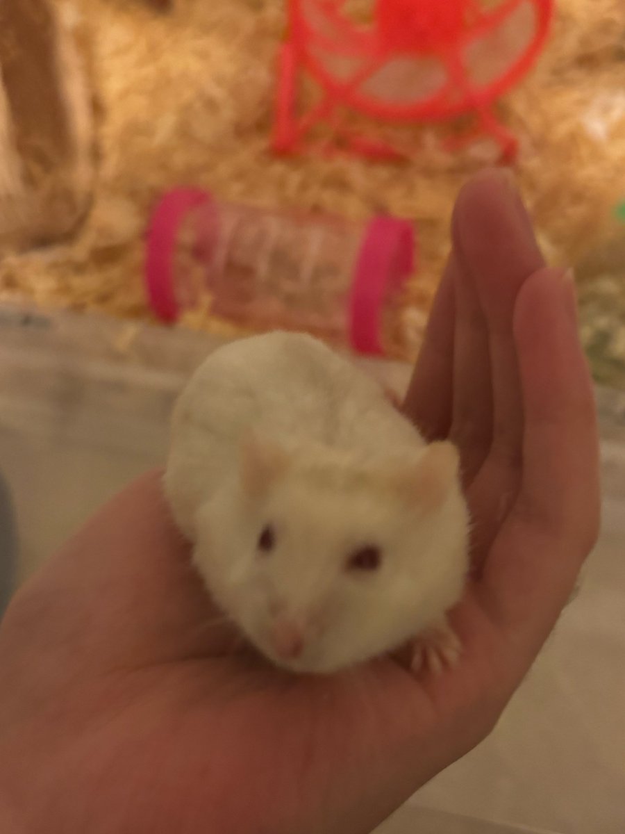 🐇 tweet media