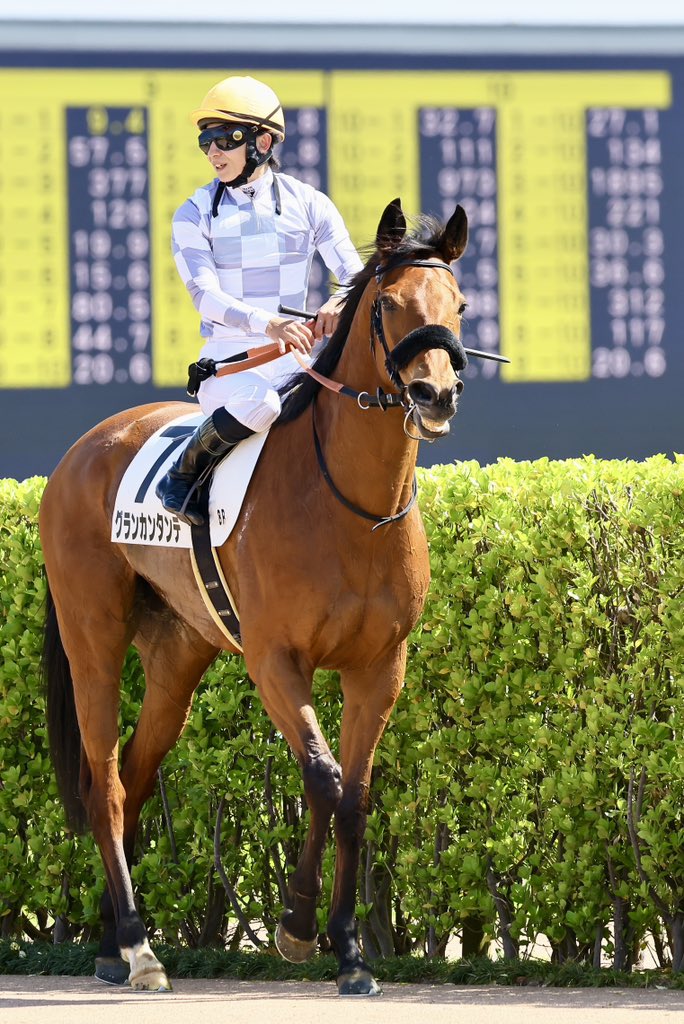 インゼルサラブレッドクラブ tweet media