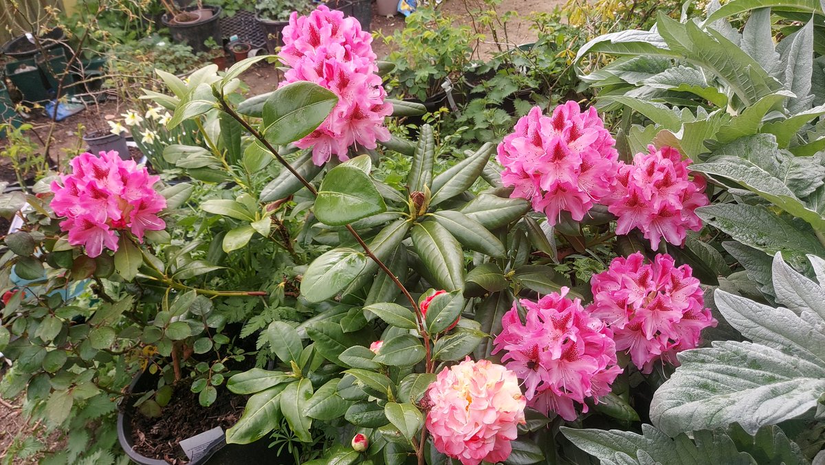 The cheap pink rhododendron I bought last year from Aldi is excelling  itself. Potted on into a large pot with ericaceous compost (we have a  limestone soil it wouldn't like) I have