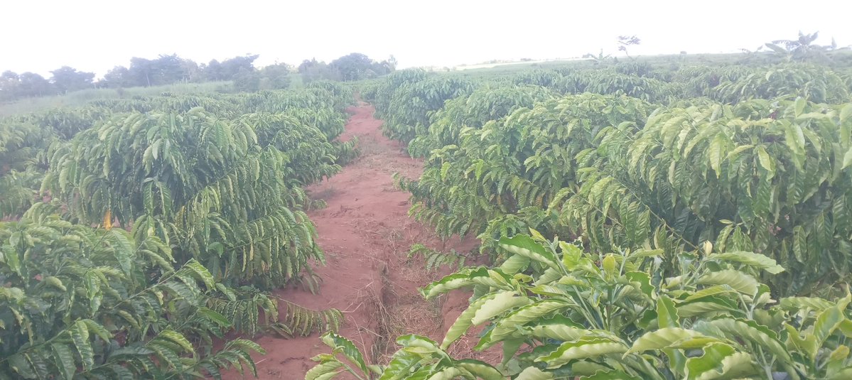 Taddewo W. Senyonyi tweet media