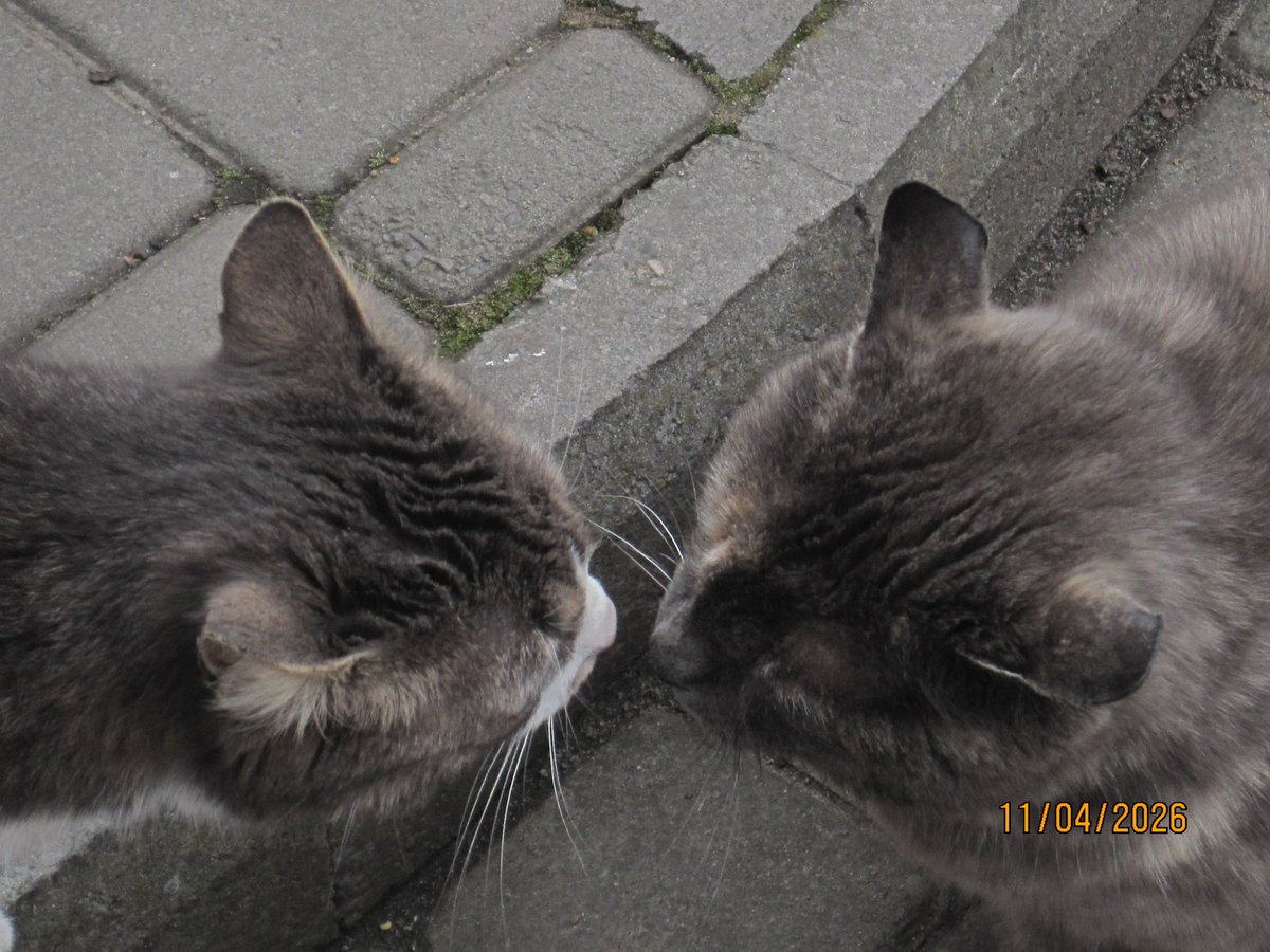 2Rimmaheyy's tweet photo. kiss of two cats #cats #streetcats #oldcamera #aesthetic #photography https://t.co/jBmLxYEwIZ
