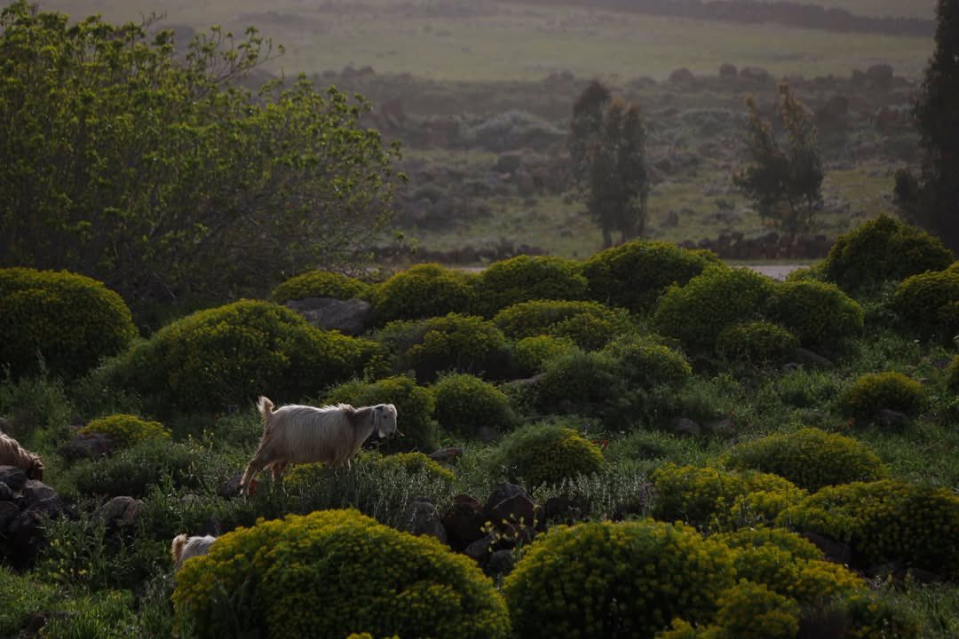 Lujain 🇸🇾 tweet media