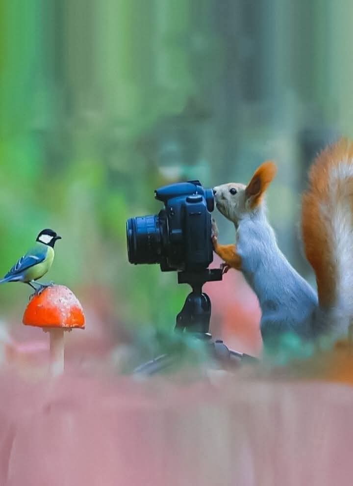 ابو سعيد tweet media