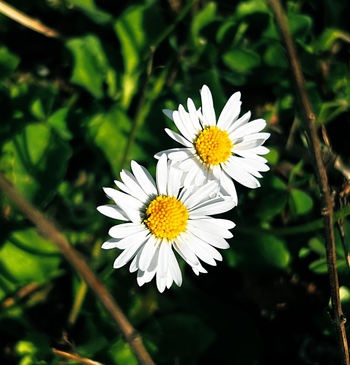 _sam_sa_ra's tweet image. Bellis perennis.

📸 #Sunday