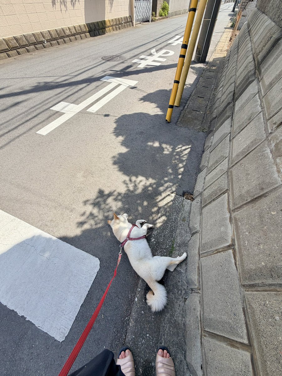 つな@保護犬とろろ(柴犬) tweet media