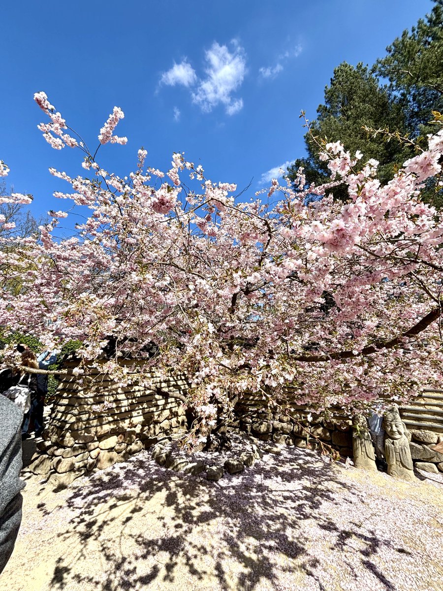 🎄🎅🪅雀 🌟 jack🪅🎅🎄 tweet media