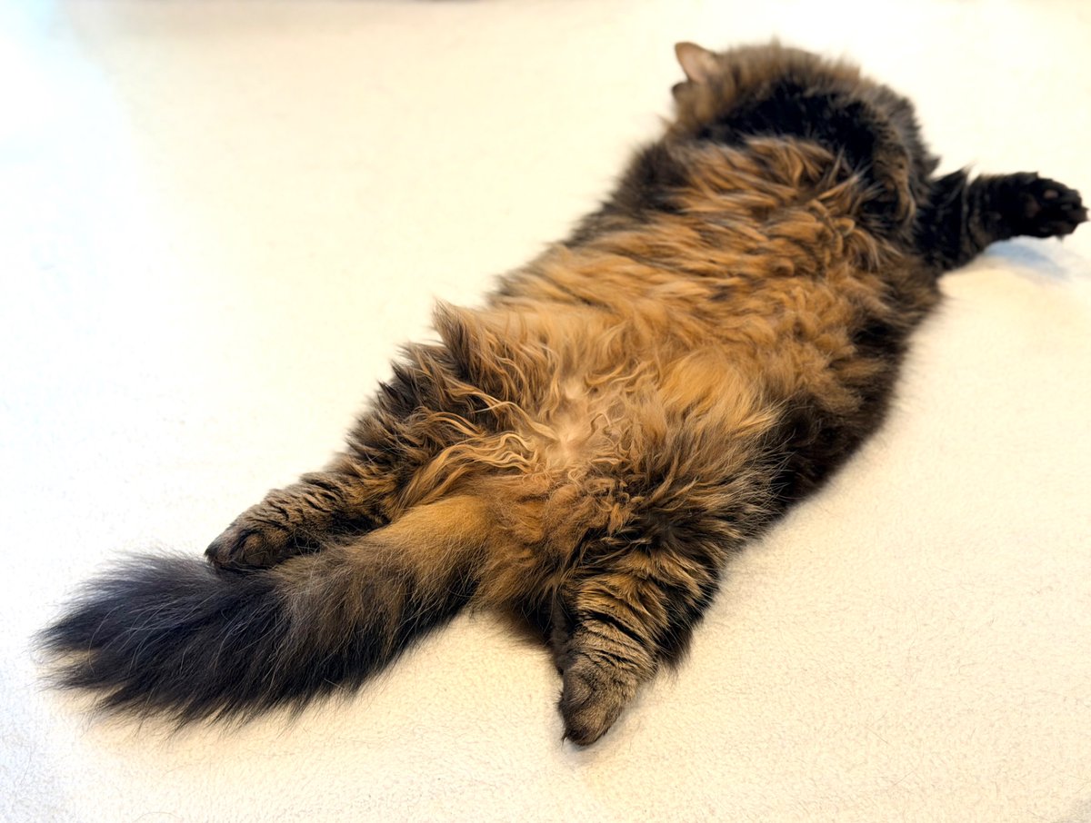 マンチカンのアーサー tweet media