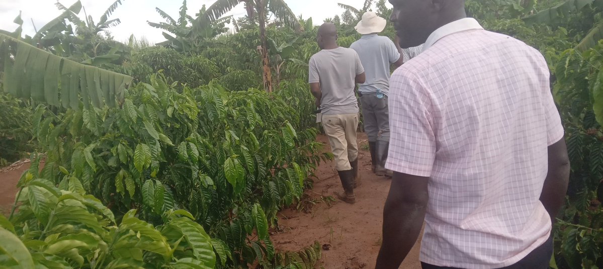 Taddewo W. Senyonyi tweet media