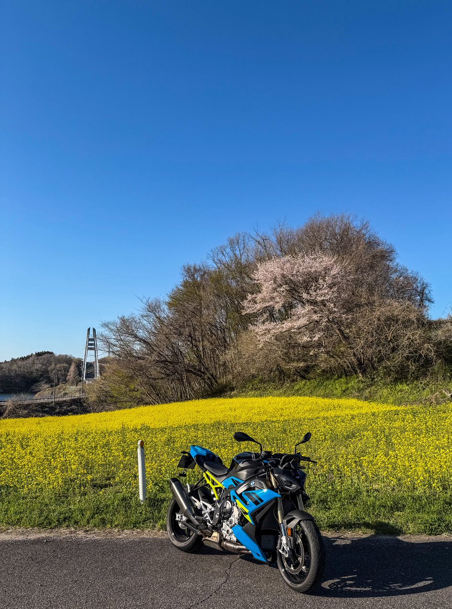 pxw04262's tweet photo. 今日は朝から強風でしたが、気持ちよさそうな青空に誘われバイクで桜を見てきました。ピークを過ぎてはいましたが綺麗な桜を満喫できました。
#S1000R https://t.co/jHGRbnGS1Z
