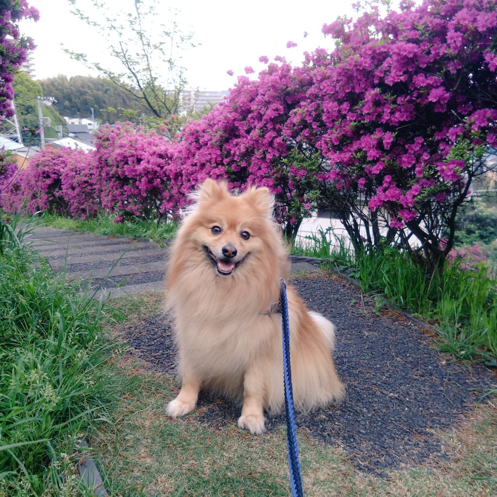 lobo_ike's tweet photo. 春だね https://t.co/NpLQ0qthqi