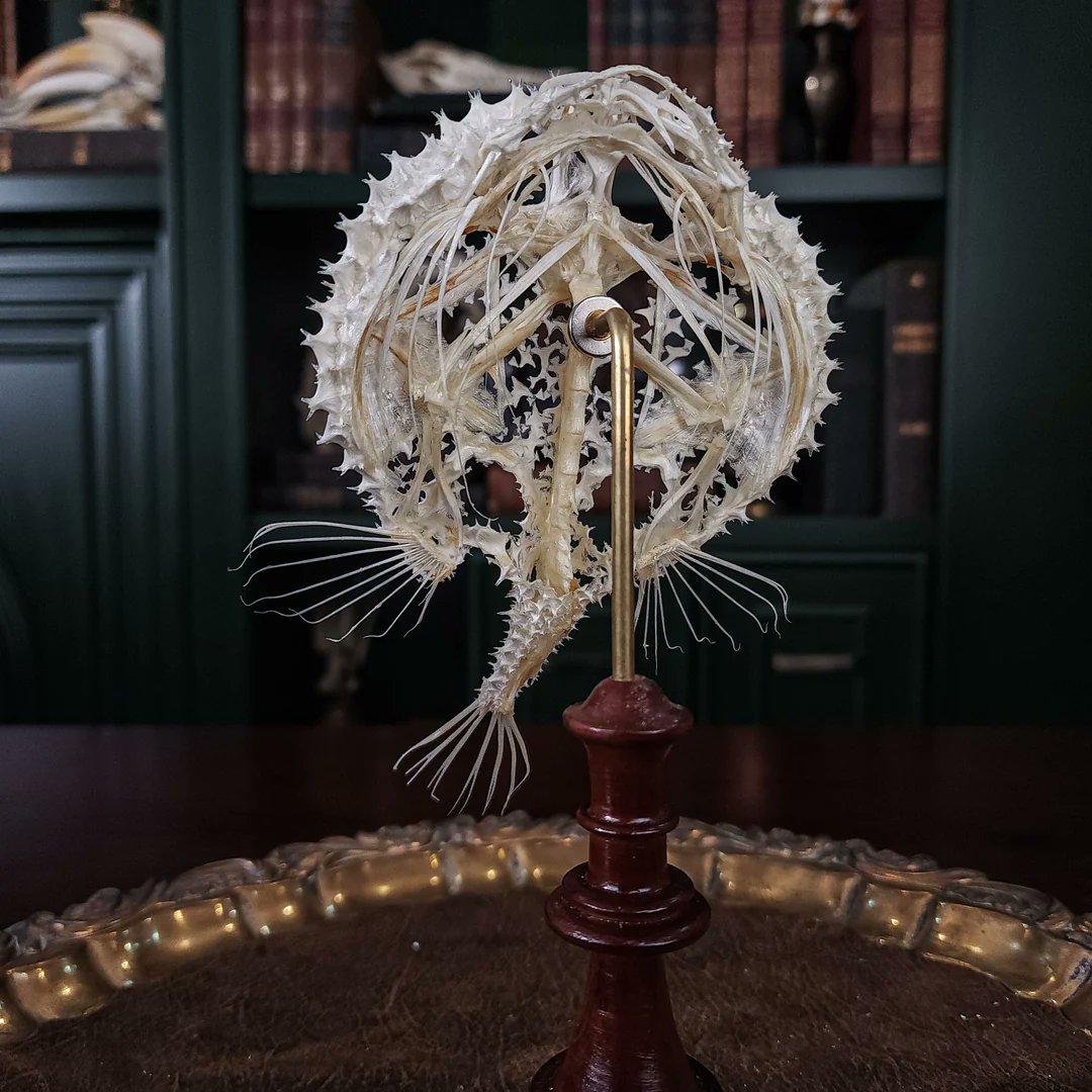 Keenan Taylor's Tales of Kaimere | He/Him tweet media