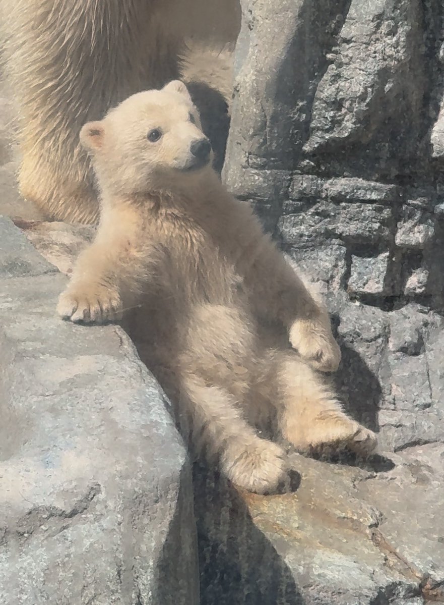 こまち tweet media