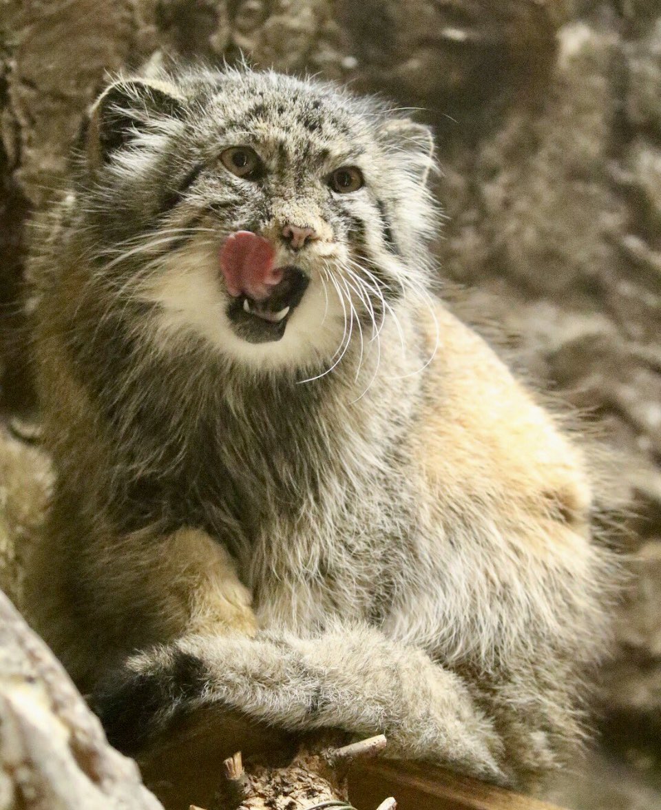 tama080707's tweet photo. ユスちゃん R.I.P🌈🙏
①2017/8/11📷
②2018/8/8 📷
#上野動物園
#マヌルネコ #ユス
#uenozoo #манул
#manul #pallascat
#yusu https://t.co/dA9F1zDRQt