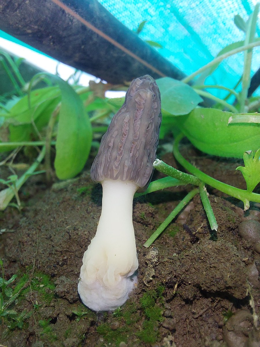 Sayed_kamu's tweet photo. Breaking ground in native #morel (#Gucchi) cultivation from #JK.
Successful fruiting observed under managed conditions at #SKUAST. A promising step towards reducing dependence on wild collection. https://t.co/NWIHG3NCXl