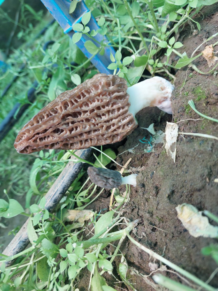 Sayed_kamu's tweet photo. Breaking ground in native #morel (#Gucchi) cultivation from #JK.
Successful fruiting observed under managed conditions at #SKUAST. A promising step towards reducing dependence on wild collection. https://t.co/NWIHG3NCXl