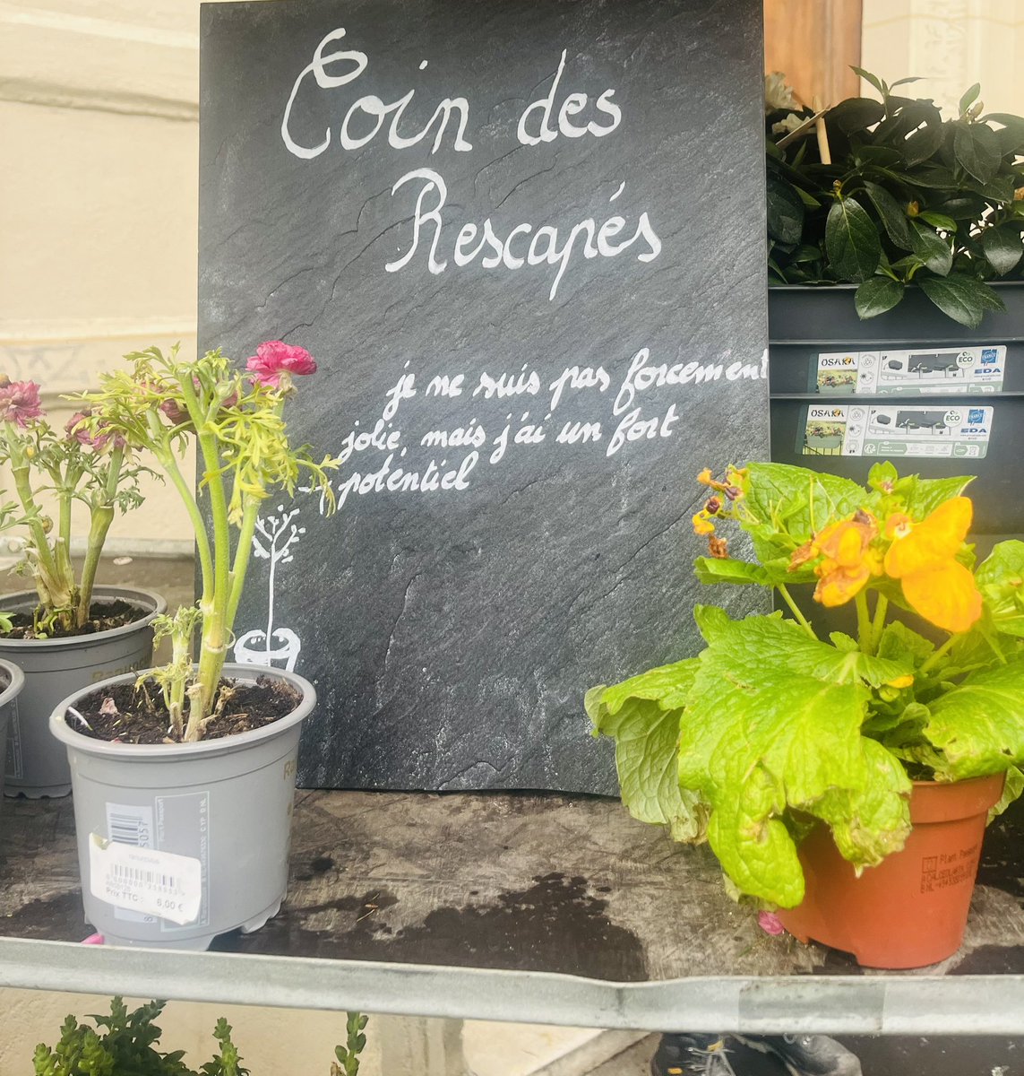 Tu viens pour une belle plante 🌱. Et tu repars avec trois rescapées 🥹🥹🥹