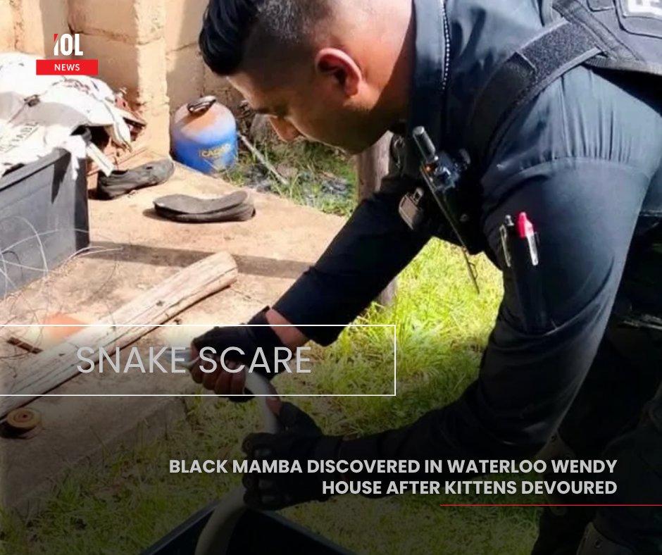 IOL's tweet image. Residents in Waterloo were left shocked after a black mamba was discovered inside a wendy house, reportedly after kittens were devoured. Authorities urge vigilance and caution in such encounters.
#news #BlackMamba #Waterloo #community #safety
Read on tinyurl.com/ywue6ajd