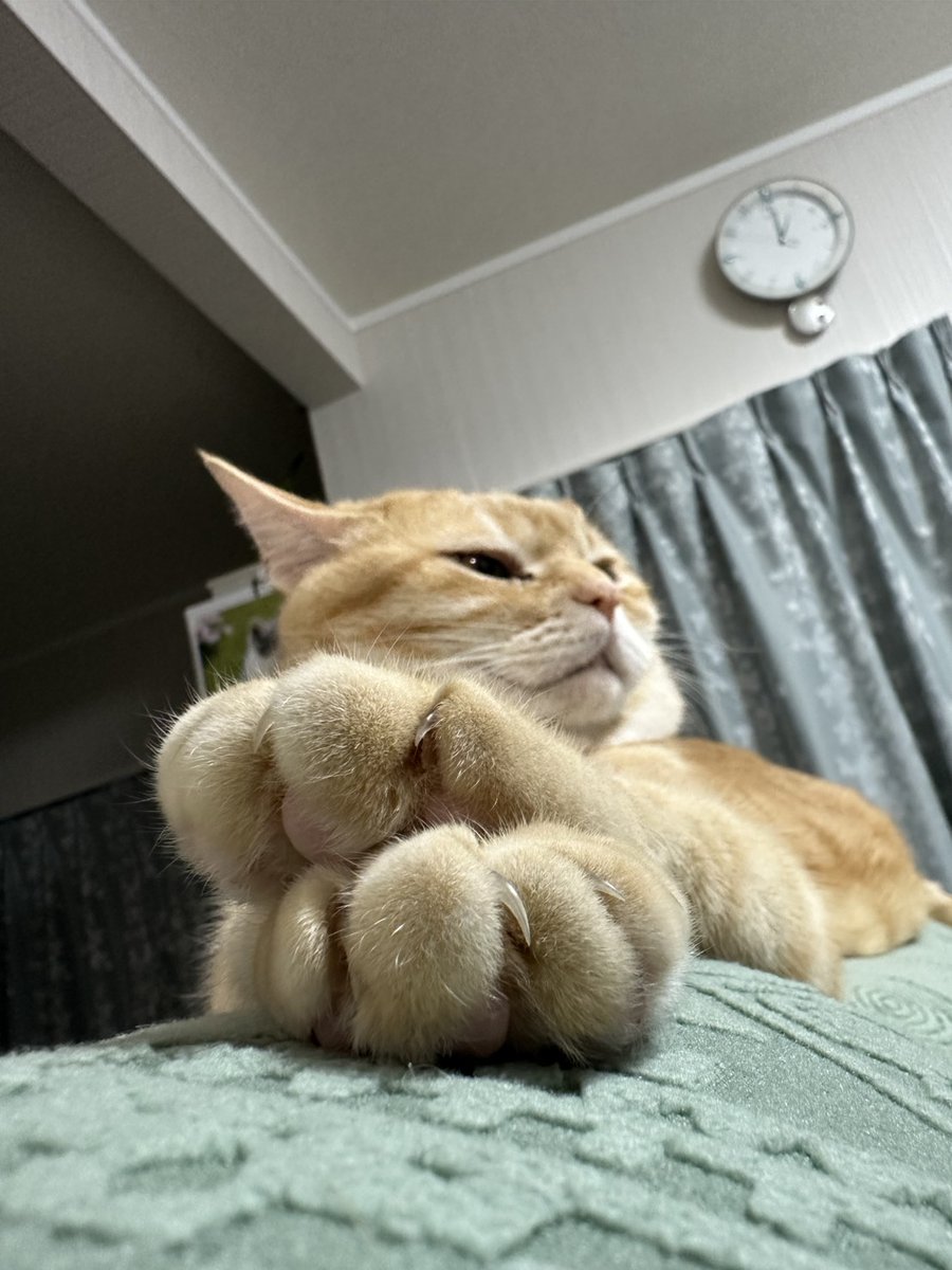 にゃぁ@4猫兄妹 tweet media