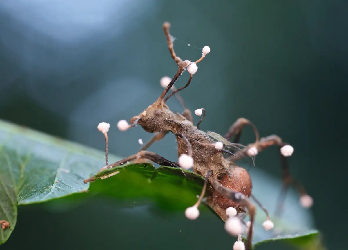 Kaiju Insect Edomaphila is definitely the more unique kaiju, being an ancient Amoeba ...