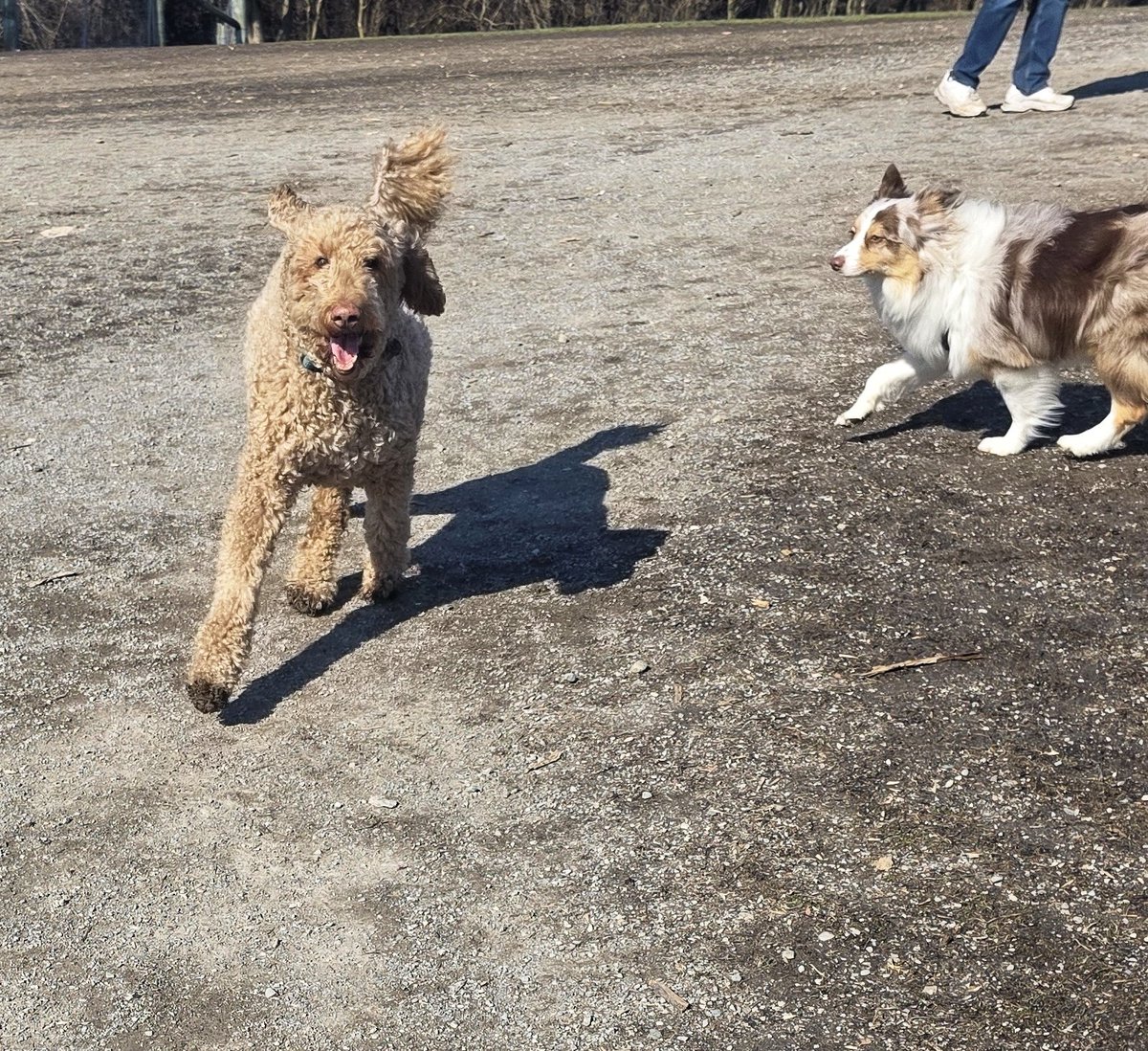 WalkinDogwalk's tweet image. Whether we have snow, sunshine, or rain #Sundayshenanigans will go on!
😁❄️☀️🌧❤️🐾🐶🐕❤️
#Sundayfunday #zoomies #walkinthedog