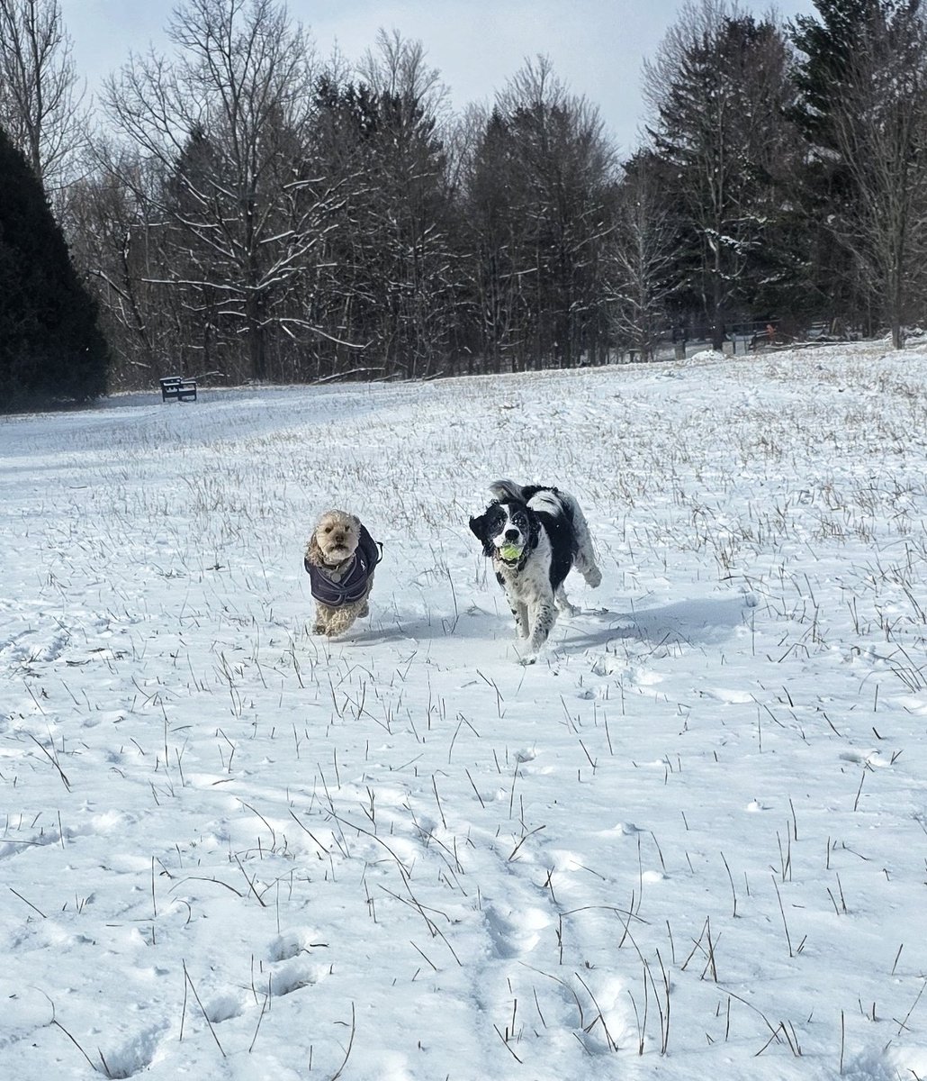 WalkinDogwalk's tweet image. Whether we have snow, sunshine, or rain #Sundayshenanigans will go on!
😁❄️☀️🌧❤️🐾🐶🐕❤️
#Sundayfunday #zoomies #walkinthedog