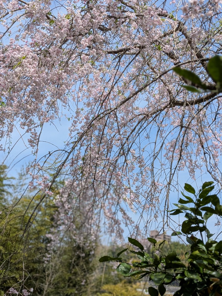 風の便り(本垢) tweet media