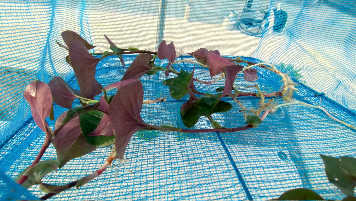 なべ岳（ナベガク） tweet media