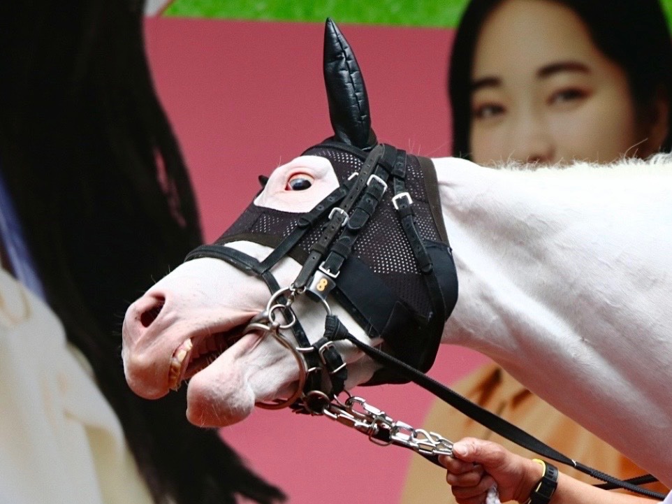 【公式】アオラキfamily tweet media