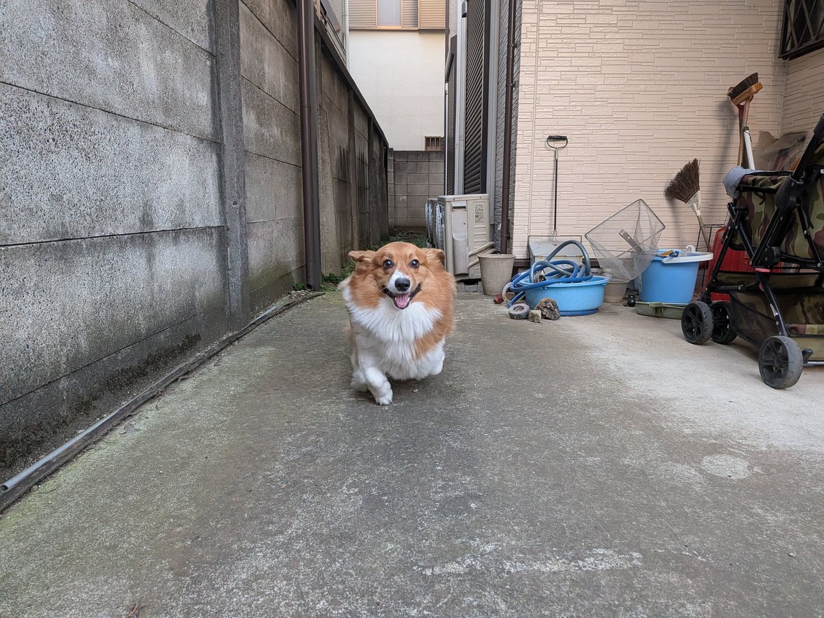 くるみコーギー tweet media