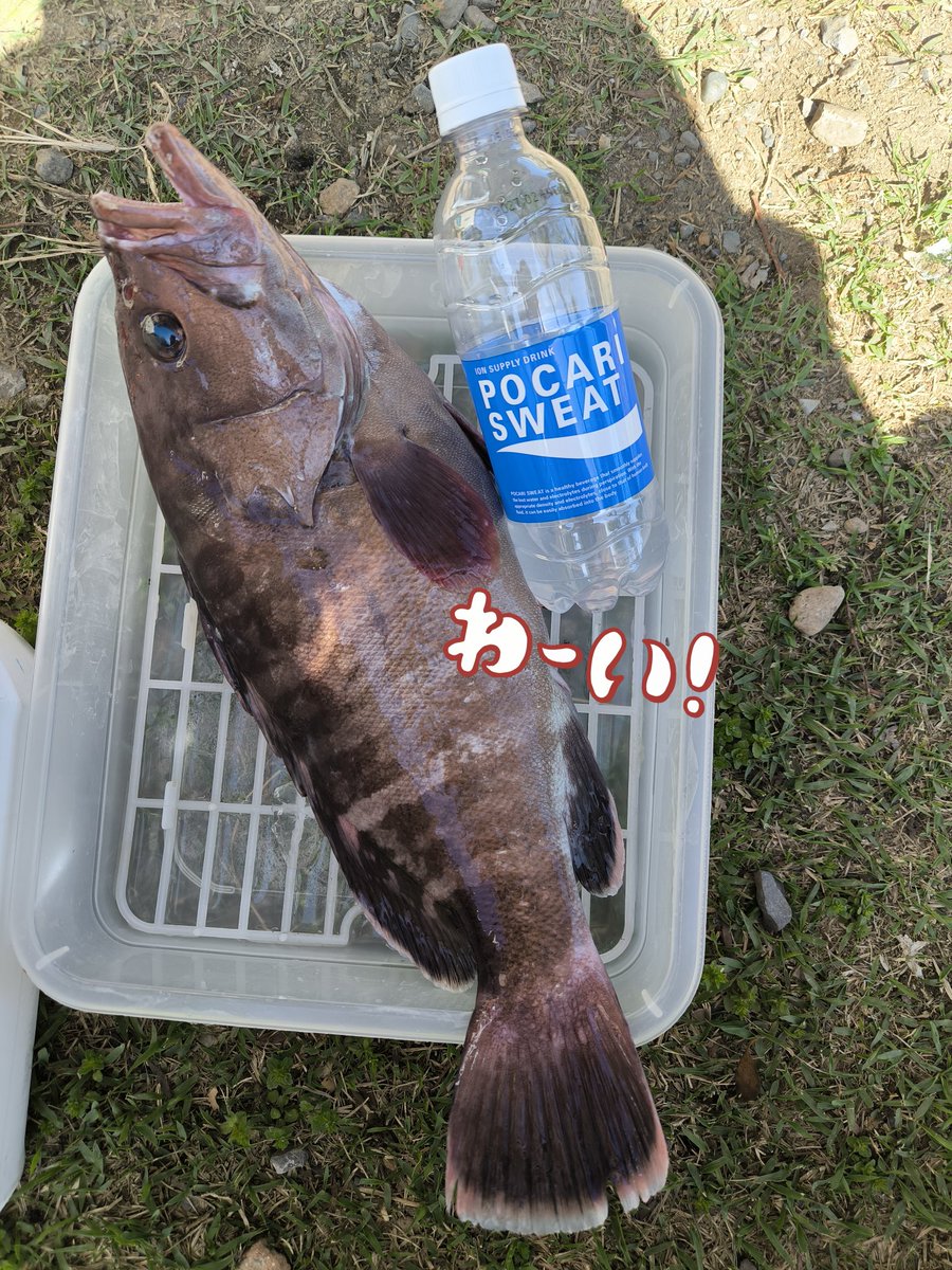 まな tweet media