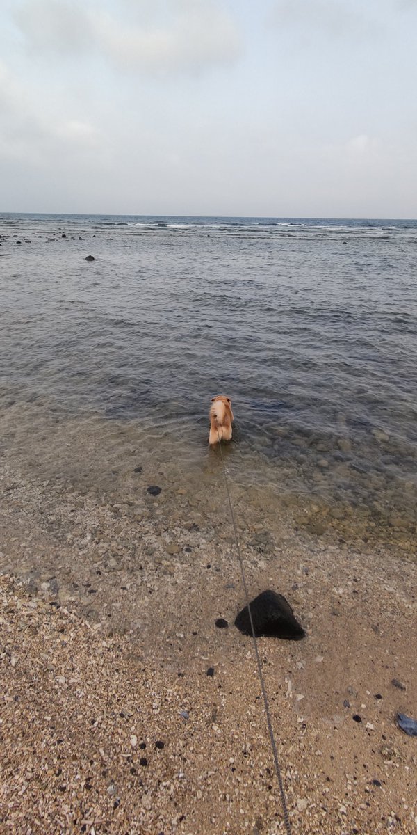 久米島スポーツ アクティブ tweet media