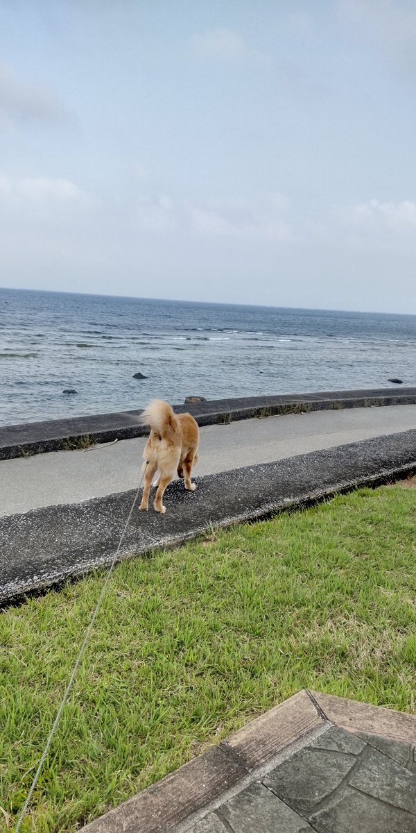 久米島スポーツ アクティブ tweet media