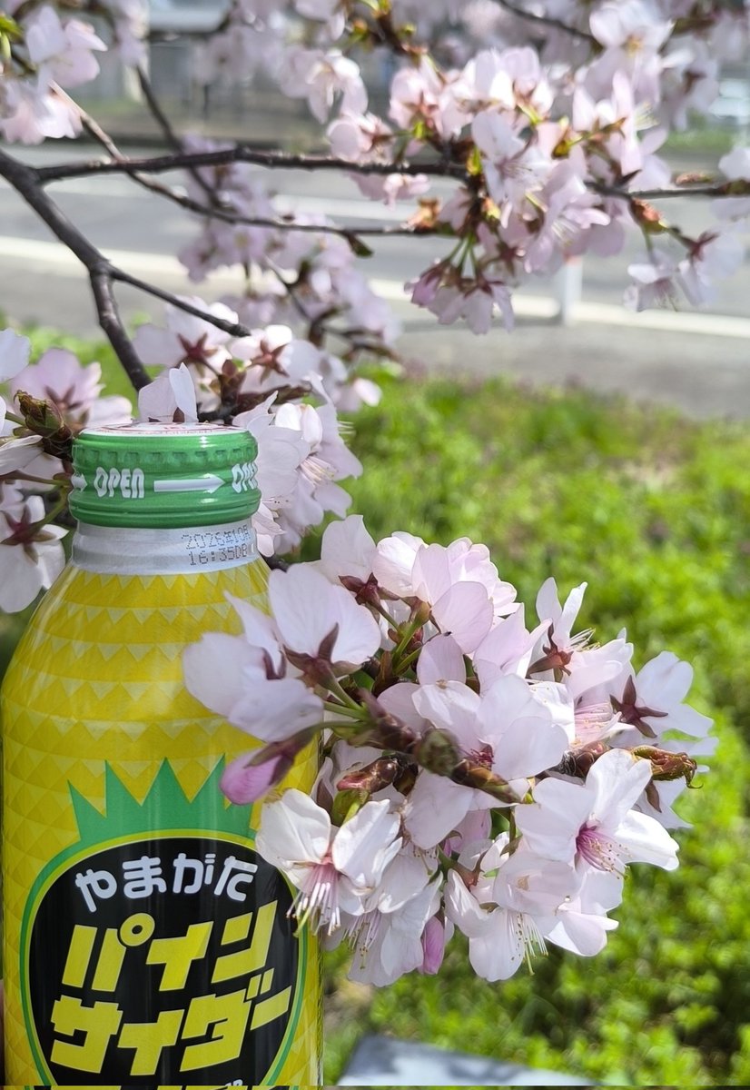 パインサイダーマン tweet media