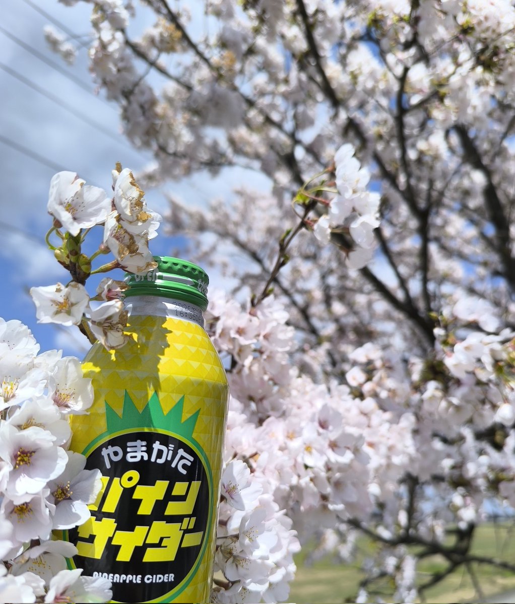 パインサイダーマン tweet media