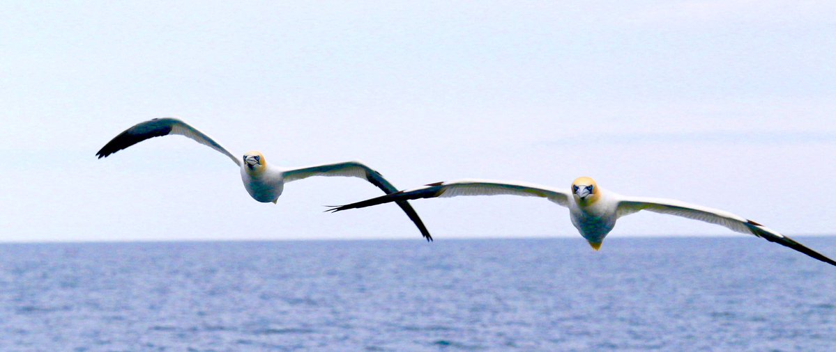 Ed Thomson tweet media