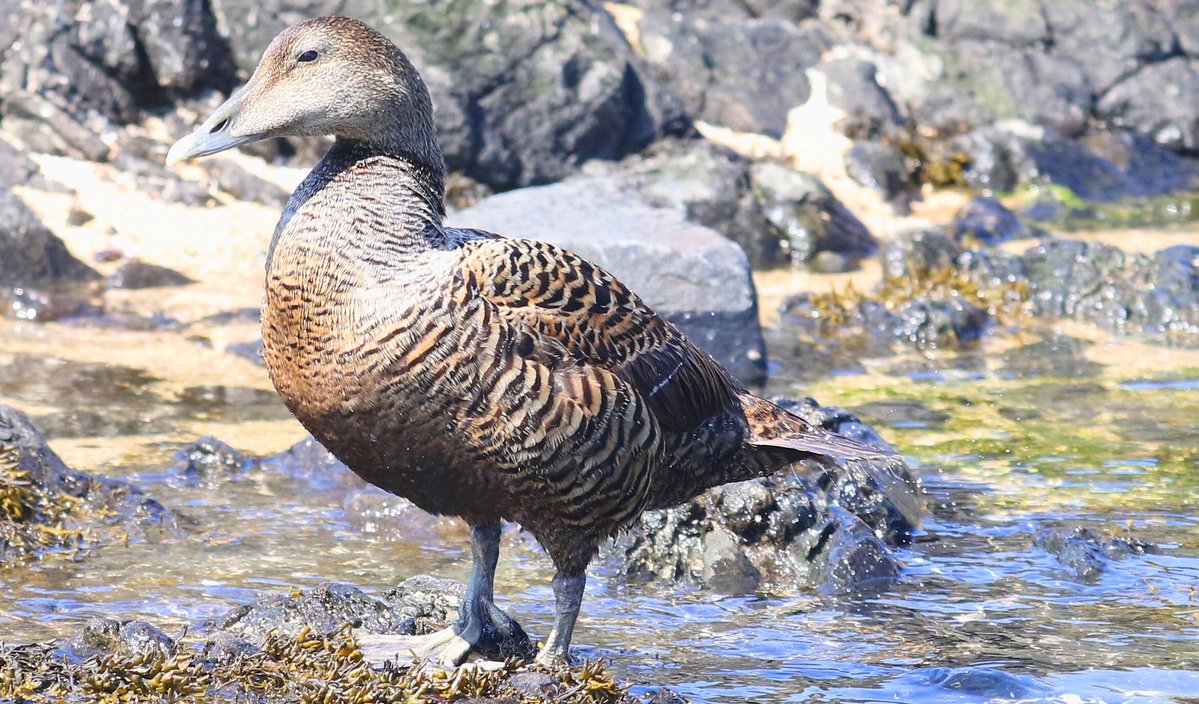 Ed Thomson tweet media