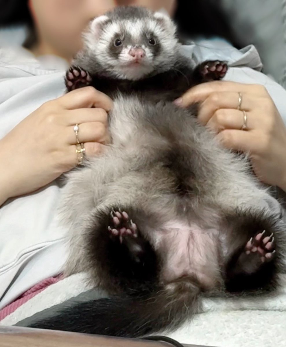 Ferret
