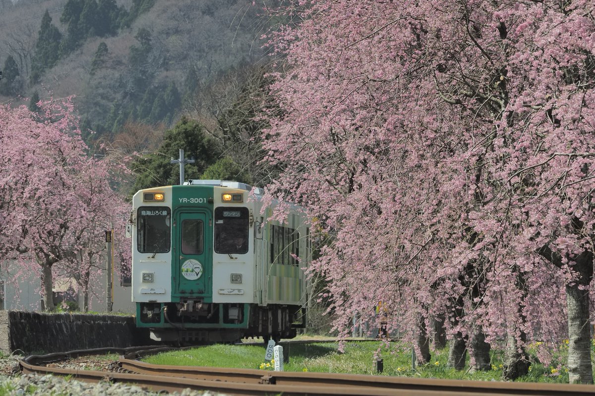katppechin's tweet photo. 由利高原鉄道沿線の桜も見頃になっていました。桜の咲いている駅が多いから列車に乗ってお花見したらよさげだねぇ。　鮎川駅にて。 https://t.co/2ak5zzSst0