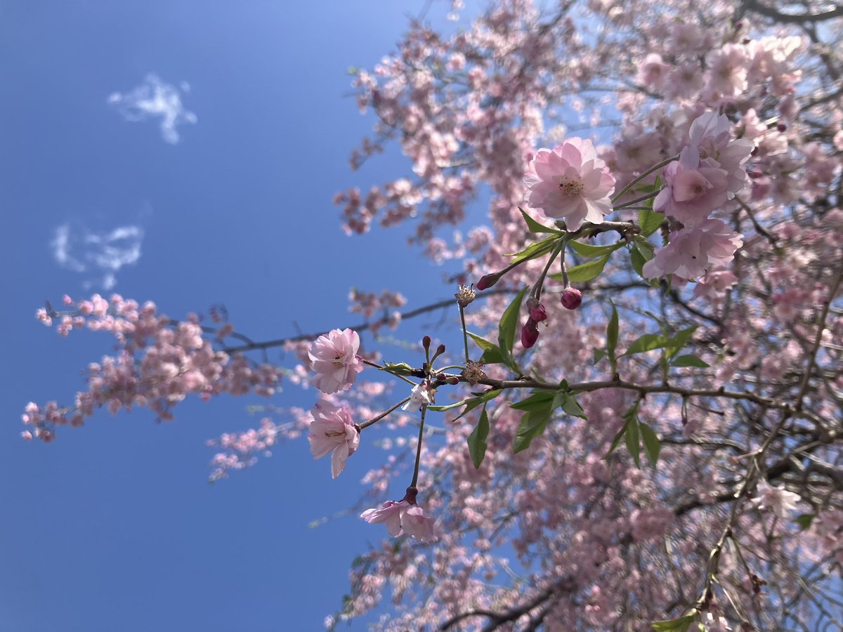 Misaki Nara tweet media