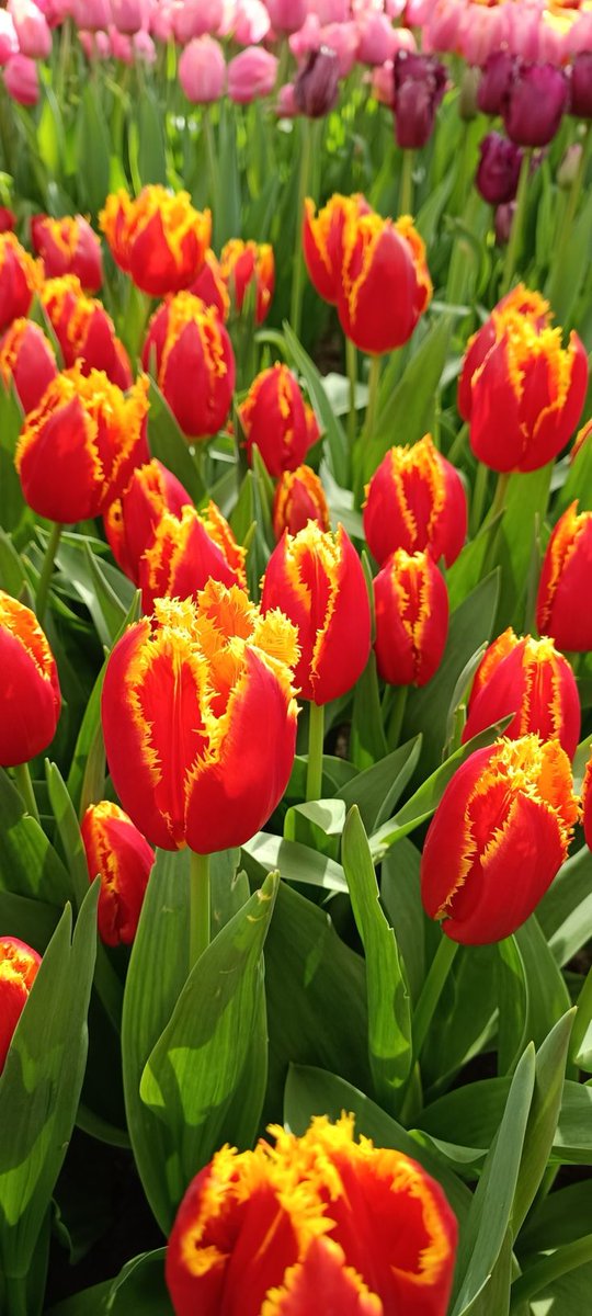 ひでくん...♪*ﾟ tweet media