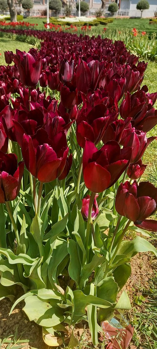 ひでくん...♪*ﾟ tweet media