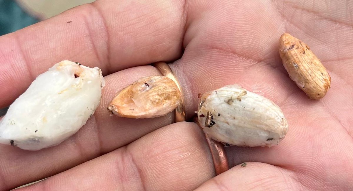 Dr P Baruah FounderWorld TeaEnthusiastsAssam India tweet media