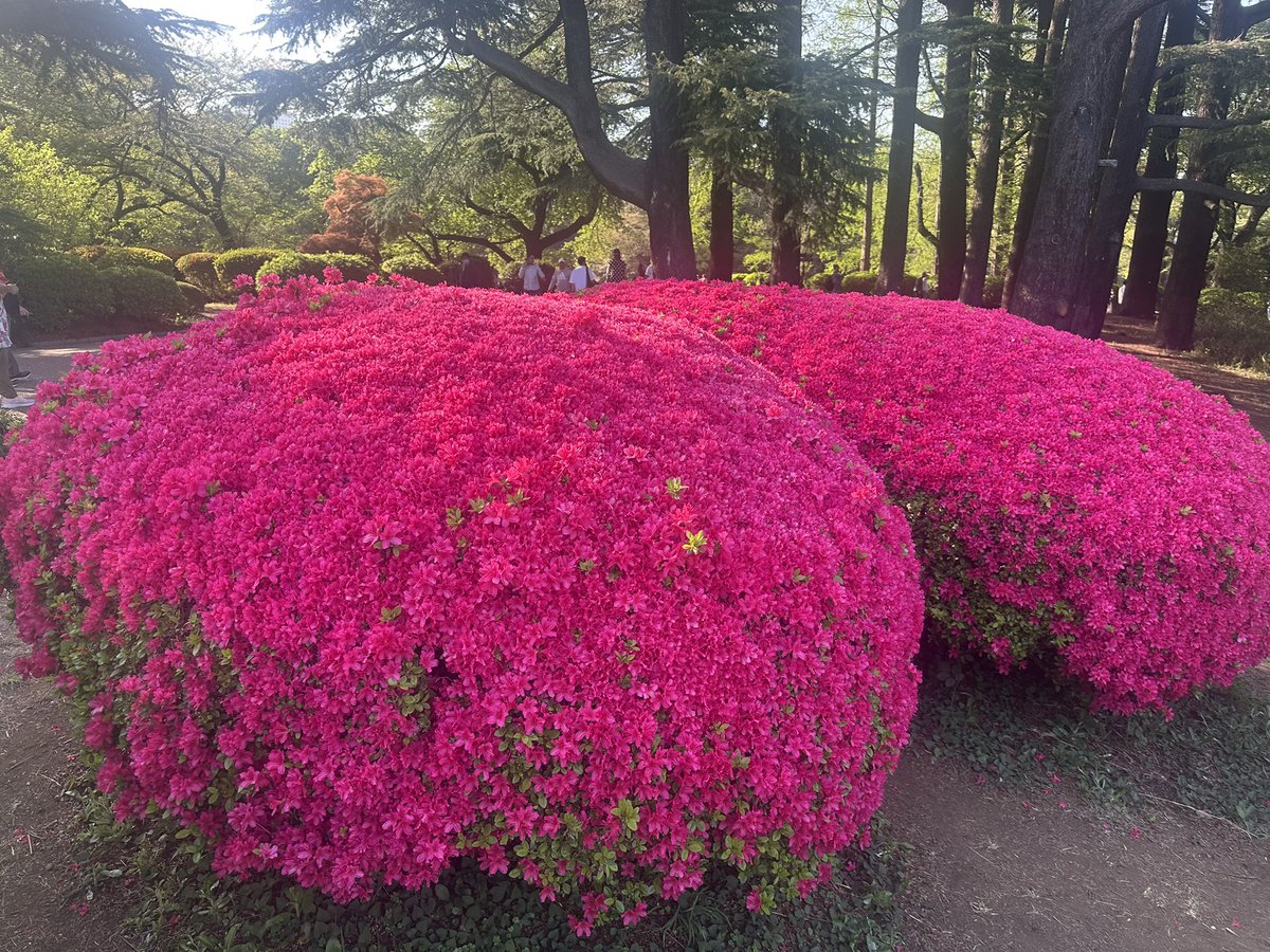 りゅうさぎ tweet media