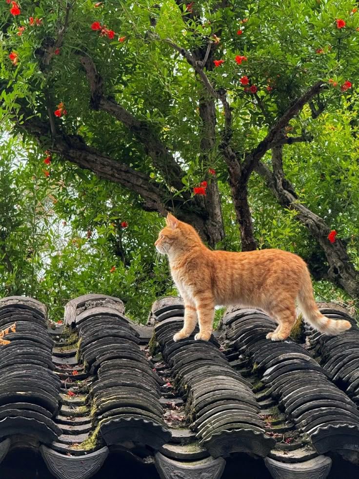 mineY5306's tweet image. Herkese günaydınlar, mutlu  pazarlar,gönlü güzel iyi insanlar. Güzel bir pazar diliyorum Allah’tan 🇹🇷❤️#Pazar #Ankara  #İran #Pakistán